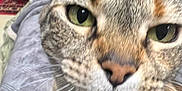 Bow is registered to the contest to win money with this photo: animal, background, blanket, cat, close_up, couch, cozy, curious, ears, face, feline, fur, green_eyes, home, indoor, nose, pet, snacks, tabby, whiskers