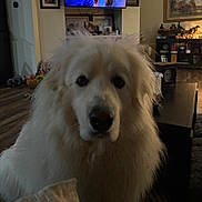 Moose joined the competition — help win amazing prizes! animal, bookshelf, close_up, coffee_table, dog, eyes, face, fluffy, framed_art, furniture, home, indoors, living_room, long_hair, nose, pet, portrait, television, toys, white_dog