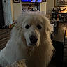 animal, bookshelf, close_up, coffee_table, dog, eyes, face, fluffy, framed_art, furniture, home, indoors, living_room, long_hair, nose, pet, portrait, television, toys, white_dog