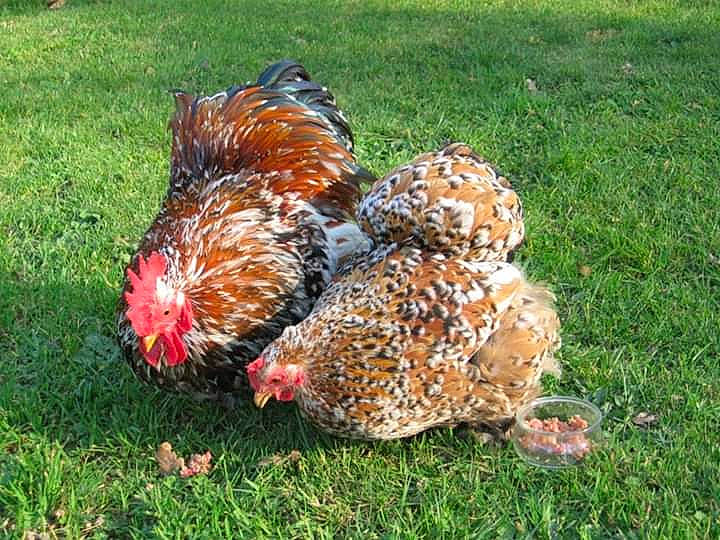 Millefleurs a rejoint le concours — aidez-le/la à gagner de superbes lots ! adaptation, beak, bird, chicken, fowl, galliformes, grass, livestock, poultry, rooster