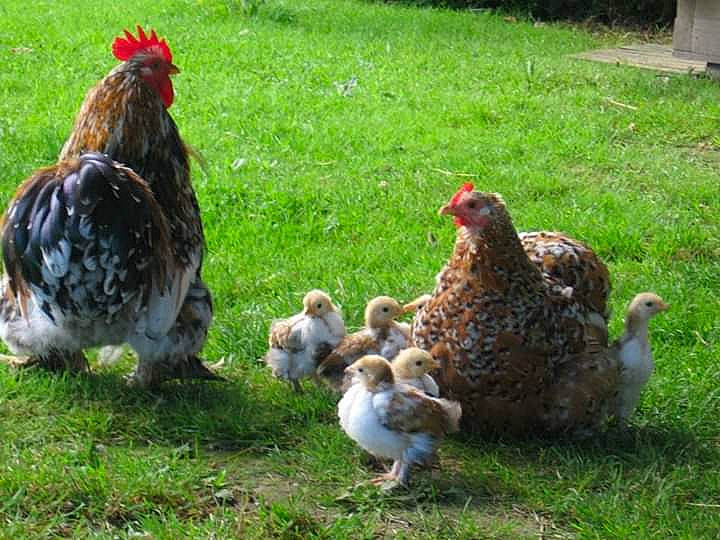 Millefleurs a rejoint le concours — aidez-le/la à gagner de superbes lots ! adaptation, beak, bird, chicken, comb, fowl, galliformes, grass, livestock, phasianidae, poultry, rooster, vertebrate