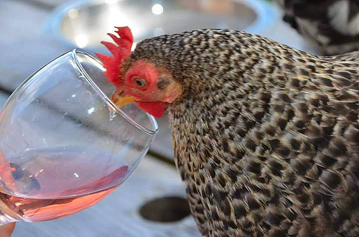 Millefleurs a rejoint le concours — aidez-le/la à gagner de superbes lots ! beak, bird, chicken, comb, feather, fowl, galliformes, livestock, phasianidae, poultry, rooster