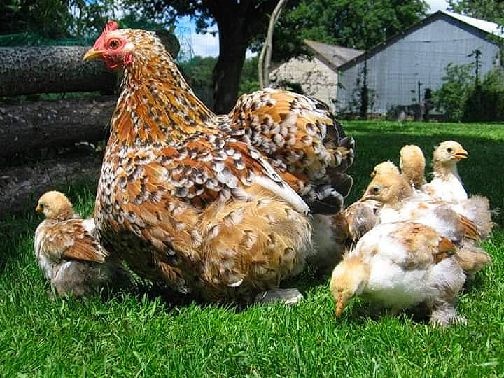 Millefleurs participe au concours pour gagner de l'argent avec cette photo : adaptation, beak, bird, chicken, fowl, galliformes, grass, livestock, phasianidae, plant, poultry, rooster, vertebrate