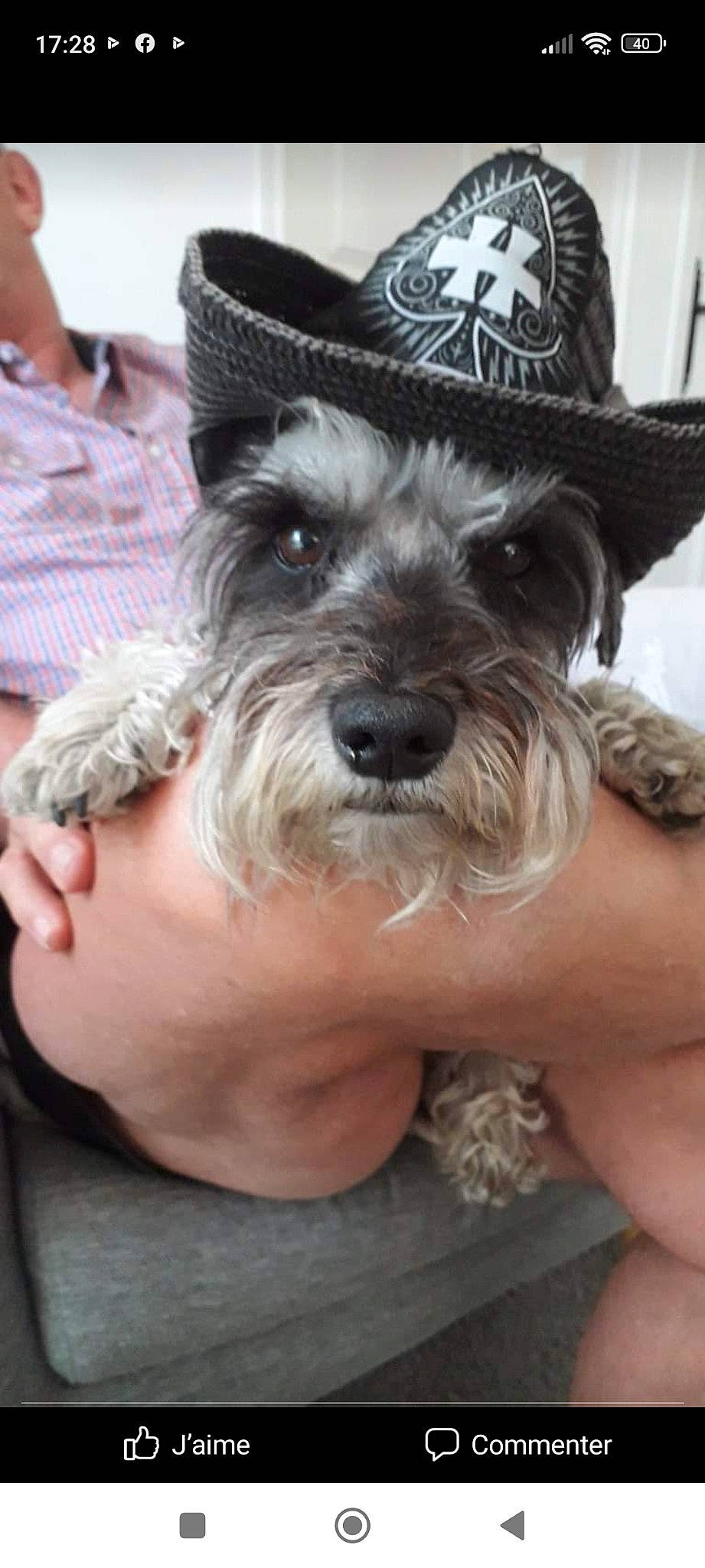 Gabby participe au concours pour gagner de l'argent avec cette photo : canidae, cap, carnivore, companion_dog, costume_hat, dog, dog_breed, dog_supply, fashion_accessory, fawn, fedora, hat, liver, snout, sporting_group, standard_schnauzer, sun_hat, terrier, toy_dog, working_animal