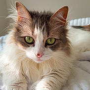 Piper is registered to the contest to win money with this photo: cat, fluffy, green_eyes, pet, animal, feline, whiskers, soft_fur, relaxed, indoor, bed, quilted_blanket, cute, portrait, close_up, lying_down, domestic_cat, calm, home, natural_light