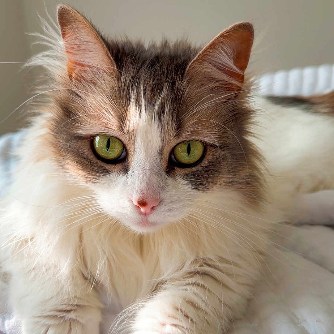 Piper