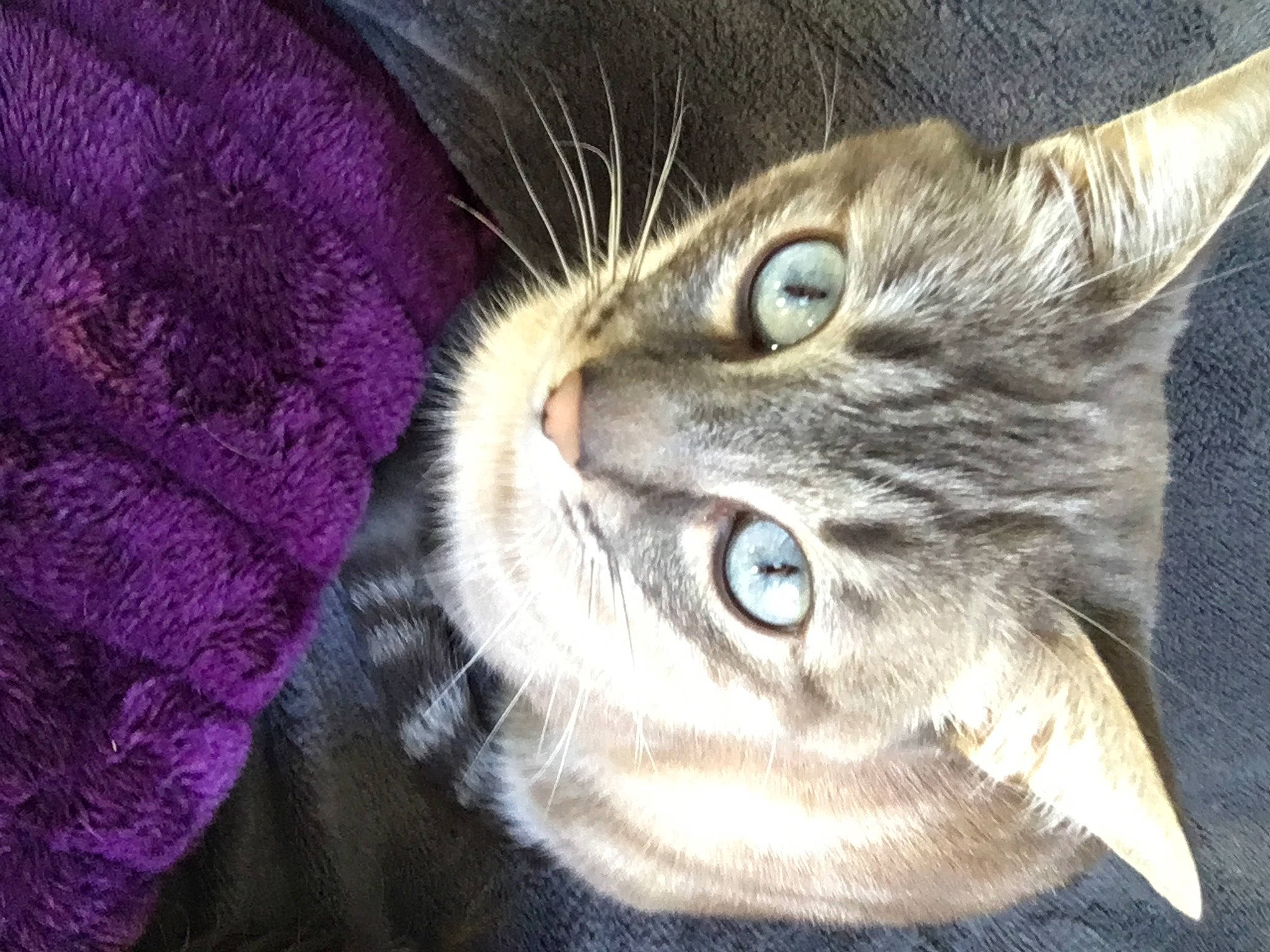 Jäger a rejoint le concours — aidez-le/la à gagner de superbes lots ! carnivore, cat, domestic_short_haired_cat, ear, felidae, fur, magenta, small_to_medium_sized_cats, snout, terrestrial_animal, whiskers, wildlife