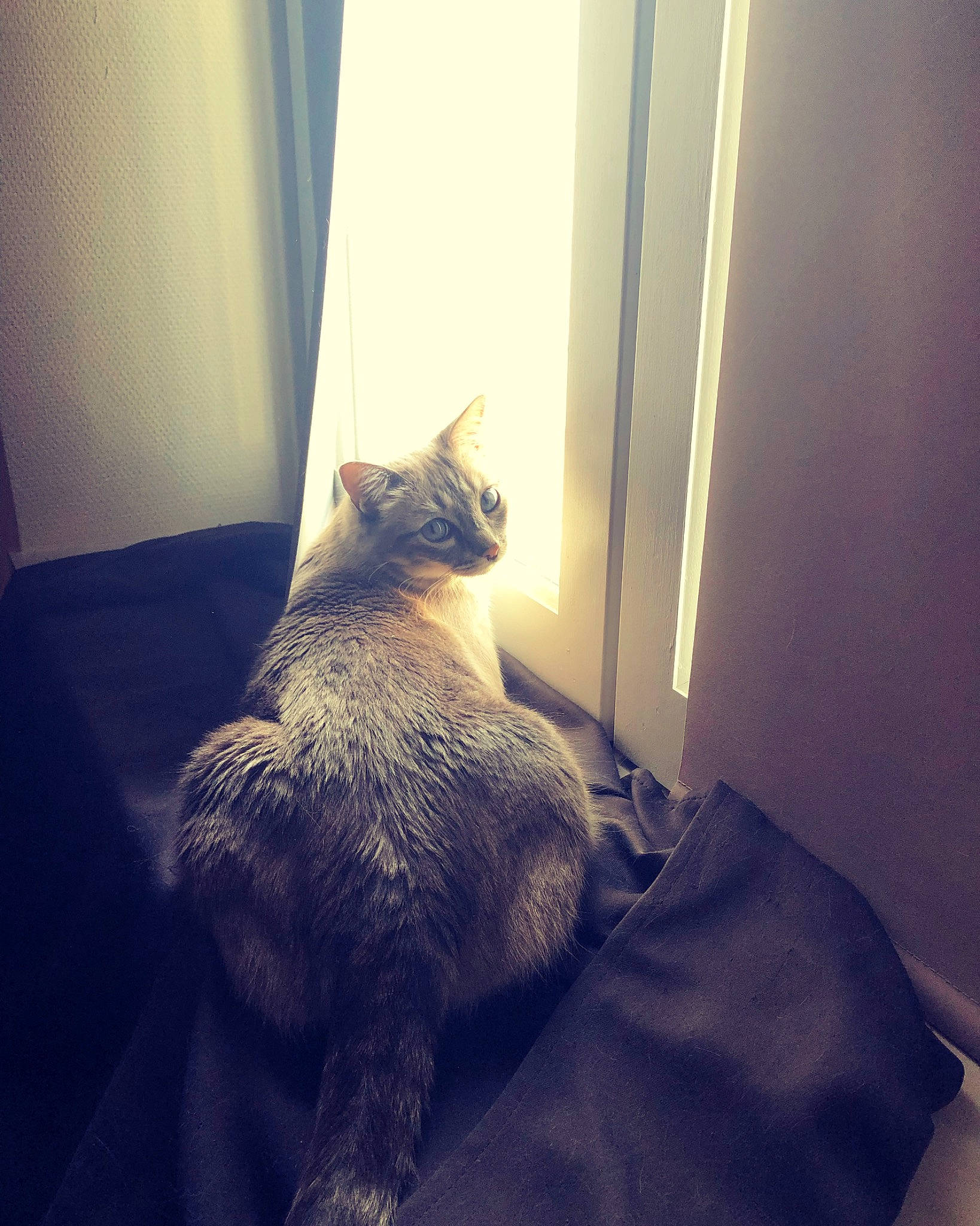 Jäger participe au concours pour gagner de l'argent avec cette photo : beard, carnivore, cat, cloud, comfort, door, felidae, flooring, grey, hardwood, human_leg, mammal, sky, small_to_medium_sized_cats, tail, textile, tints_and_shades, whiskers, window, wood