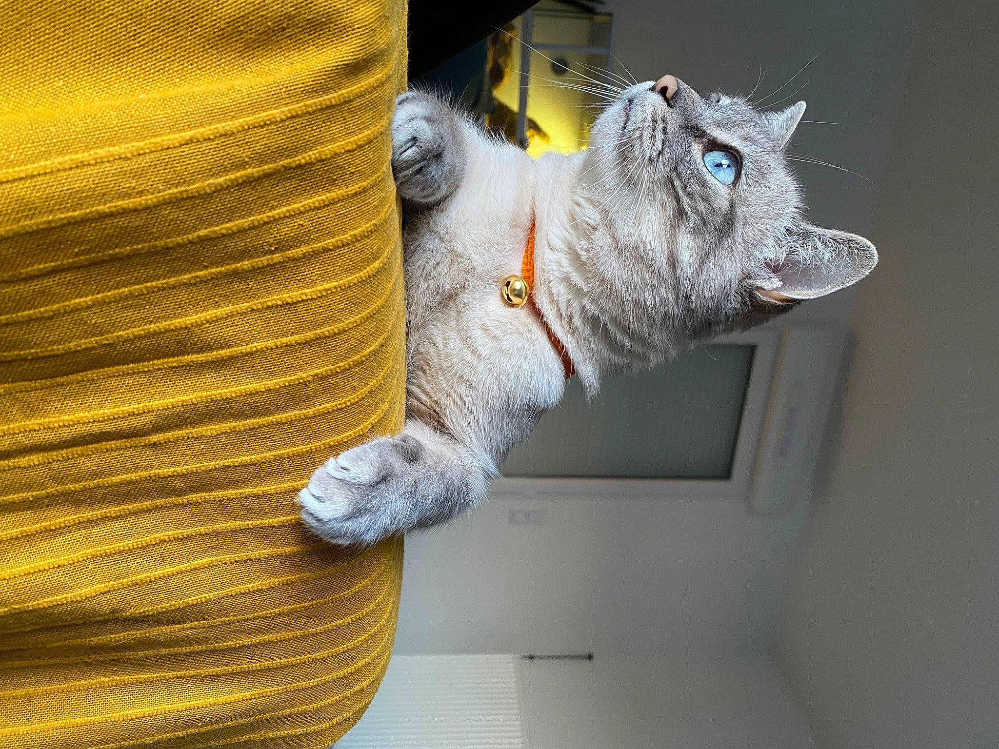 Jäger participe au concours pour gagner de l'argent avec cette photo : carnivore, cat, claw, comfort, domestic_short_haired_cat, felidae, fur, gesture, glasses, human_leg, paw, shelf, small_to_medium_sized_cats, snout, tail, thread, whiskers, window, wood, wool