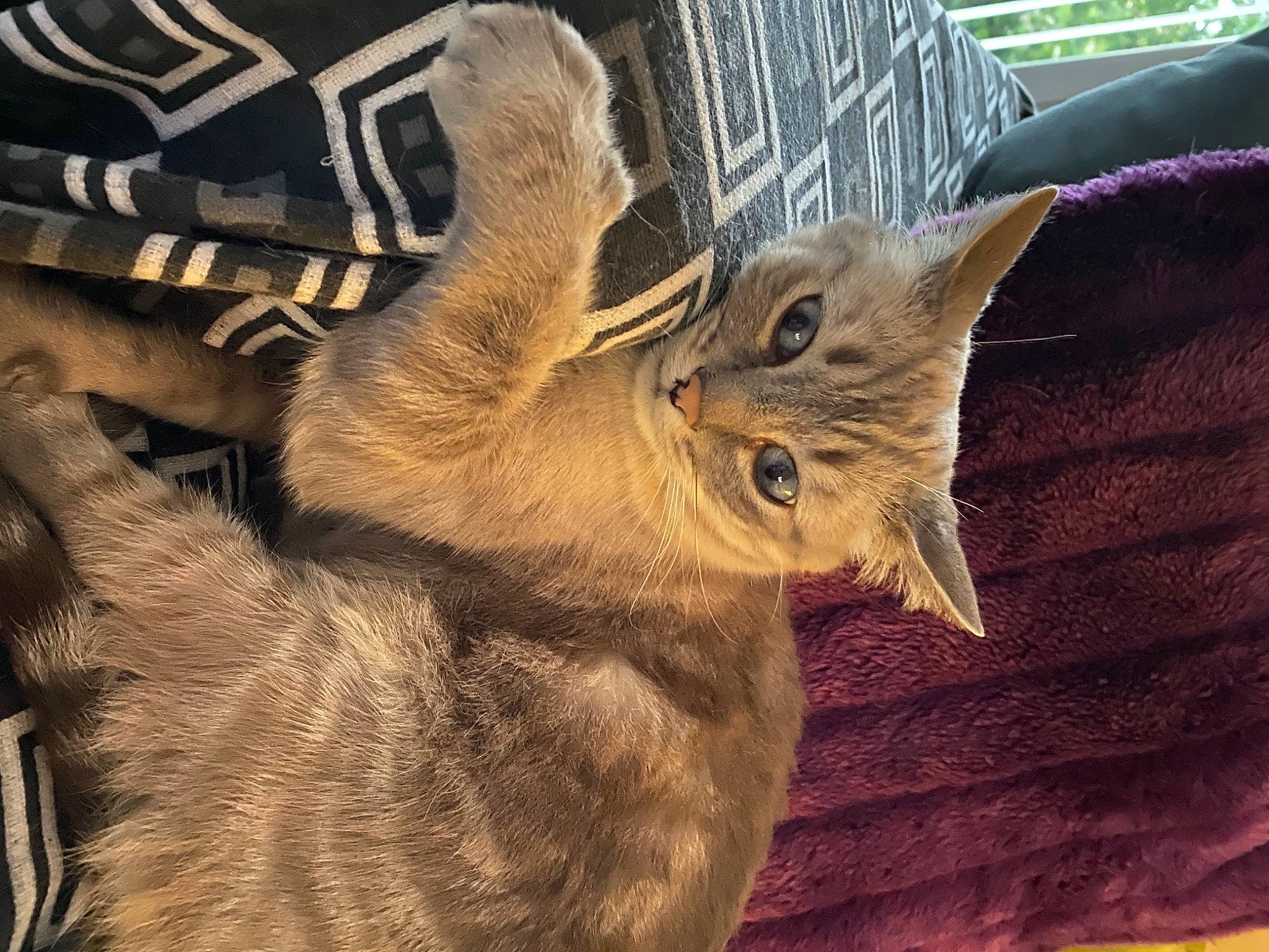 Jäger participe au concours pour gagner de l'argent avec cette photo : black_cat, carnivore, cat, claw, domestic_short_haired_cat, fawn, felidae, fur, gesture, pattern, paw, small_to_medium_sized_cats, snout, tail, terrestrial_animal, tree, whiskers, wildlife, wood