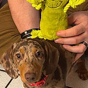 Atheena a rejoint le concours — aidez-le/la à gagner de superbes lots ! animal, brown_fur, cute, dachshund, dog, floor, grinch, hand, indoor, looking_up, person, pet, playful, plush_toy, puppy, red_collar, santa_hat, speckled, tile_floor, toy