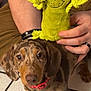 animal, brown_fur, cute, dachshund, dog, floor, grinch, hand, indoor, looking_up, person, pet, playful, plush_toy, puppy, red_collar, santa_hat, speckled, tile_floor, toy