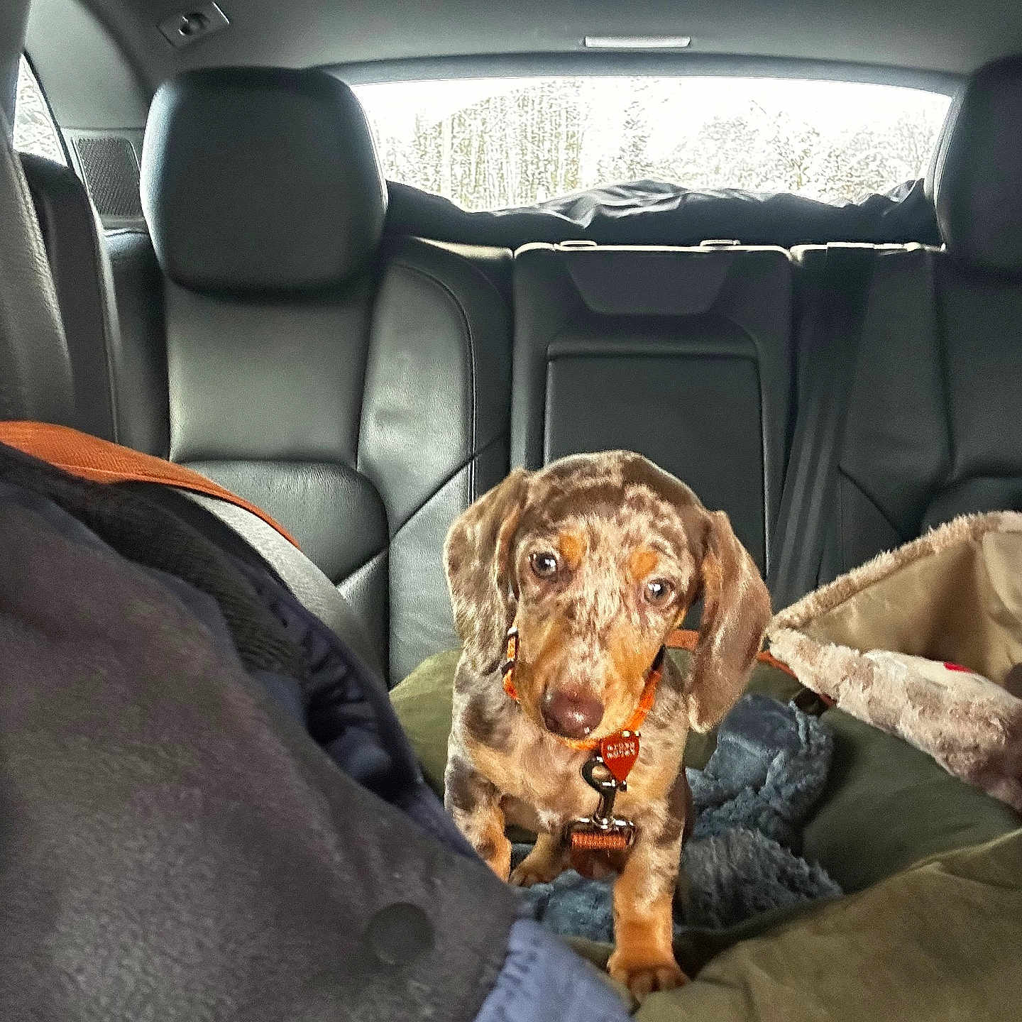 Atheena participe au concours pour gagner de l'argent avec cette photo : animal, car_interior, collar, cozy, curious, cute, dachshund, dog, dog_bed, fur, indoor, leather_seat, mammal, pet, pet_accessory, puppy, snow, travel, window, young_dog