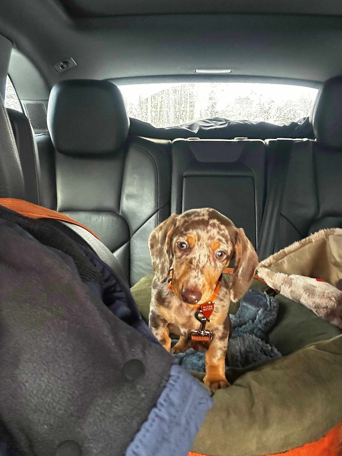 Atheena participe au concours pour gagner de l'argent avec cette photo : animal, car_interior, collar, cozy, curious, cute, dachshund, dog, dog_bed, fur, indoor, leather_seat, mammal, pet, pet_accessory, puppy, snow, travel, window, young_dog