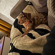 Atheena a rejoint le concours — aidez-le/la à gagner de superbes lots ! dog, puppy, blanket, couch, corduroy, indoor, pet, orange_collar, spotted, furniture, wallpaper, curtains, cozy, relaxed, home, animal, brown, soft, resting, living_room