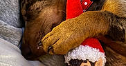 Atheena participe au concours pour gagner de l'argent avec cette photo : animal, brown_fur, closeup, collar, companion, cozy, cute, dog, elf, furry, indoor, nap, paw, pet, polka_dot, red_hat, resting, sleeping, soft, toy