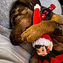 Atheena participe au concours pour gagner de l'argent avec cette photo : animal, brown_fur, closeup, collar, companion, cozy, cute, dog, elf, furry, indoor, nap, paw, pet, polka_dot, red_hat, resting, sleeping, soft, toy