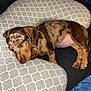 Atheena a rejoint le concours — aidez-le/la à gagner de superbes lots ! animal, brown, closeup, cozy, cute, dachshund, dog, fabric, indoors, jeans, patterned_cushion, paw, pet, puppy, relaxing, resting, sleeping, small_dog, soft, tan