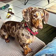 Atheena a rejoint le concours — aidez-le/la à gagner de superbes lots ! alert, brown_dog, collar, companion, couch, cute, dachshund, dog, dog_bed, domestic, furniture, home, indoor, jeans, patterned_shirt, person_partial, pet, striped_couch, tile_floor, toy