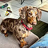 alert, brown_dog, collar, companion, couch, cute, dachshund, dog, dog_bed, domestic, furniture, home, indoor, jeans, patterned_shirt, person_partial, pet, striped_couch, tile_floor, toy