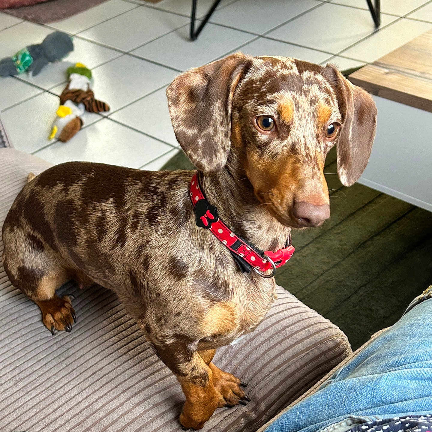Atheena a rejoint le concours — aidez-le/la à gagner de superbes lots ! alert, brown_dog, collar, companion, couch, cute, dachshund, dog, dog_bed, domestic, furniture, home, indoor, jeans, patterned_shirt, person_partial, pet, striped_couch, tile_floor, toy
