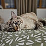 Iris a rejoint le concours — aidez-le/la à gagner de superbes lots ! animal, bedroom, blanket, blue_eyes, cat, close_up, curious, curtains, domestic_cat, ears, fluffy, fur, indoor, lying_down, patterned, pet, relaxed, soft_light, whiskers, window