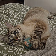 Iris participe au concours pour gagner de l'argent avec cette photo : animal, bed, bedroom, blanket, cat, cozy, cute, domestic, fur, indoor, mammal, paw, pet, plush_toy, relaxed, resting, sleepy, striped, tabby, whiskers