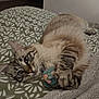 animal, bed, bedroom, blanket, cat, cozy, cute, domestic, fur, indoor, mammal, paw, pet, plush_toy, relaxed, resting, sleepy, striped, tabby, whiskers