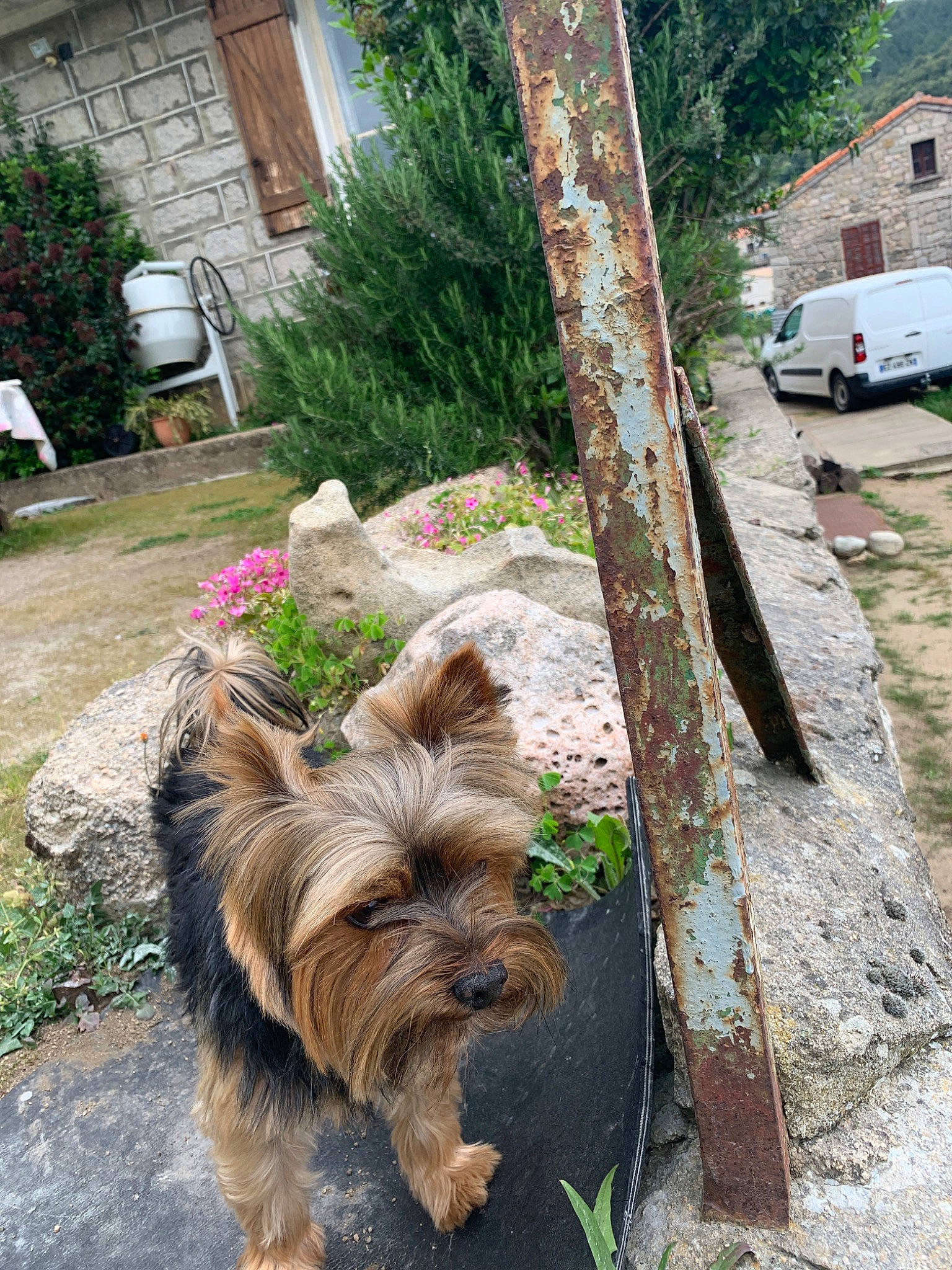 Handy participe au concours pour gagner de l'argent avec cette photo : australian_silky_terrier, australian_terrier, backyard, biewer_terrier, cairn_terrier, canidae, carnivore, dog, dog_breed, glen_of_imaal_terrier, grass, home, norwich_terrier, plant, small_terrier, terrier, tibetan_terrier, toy_dog, yorkshire_terrier