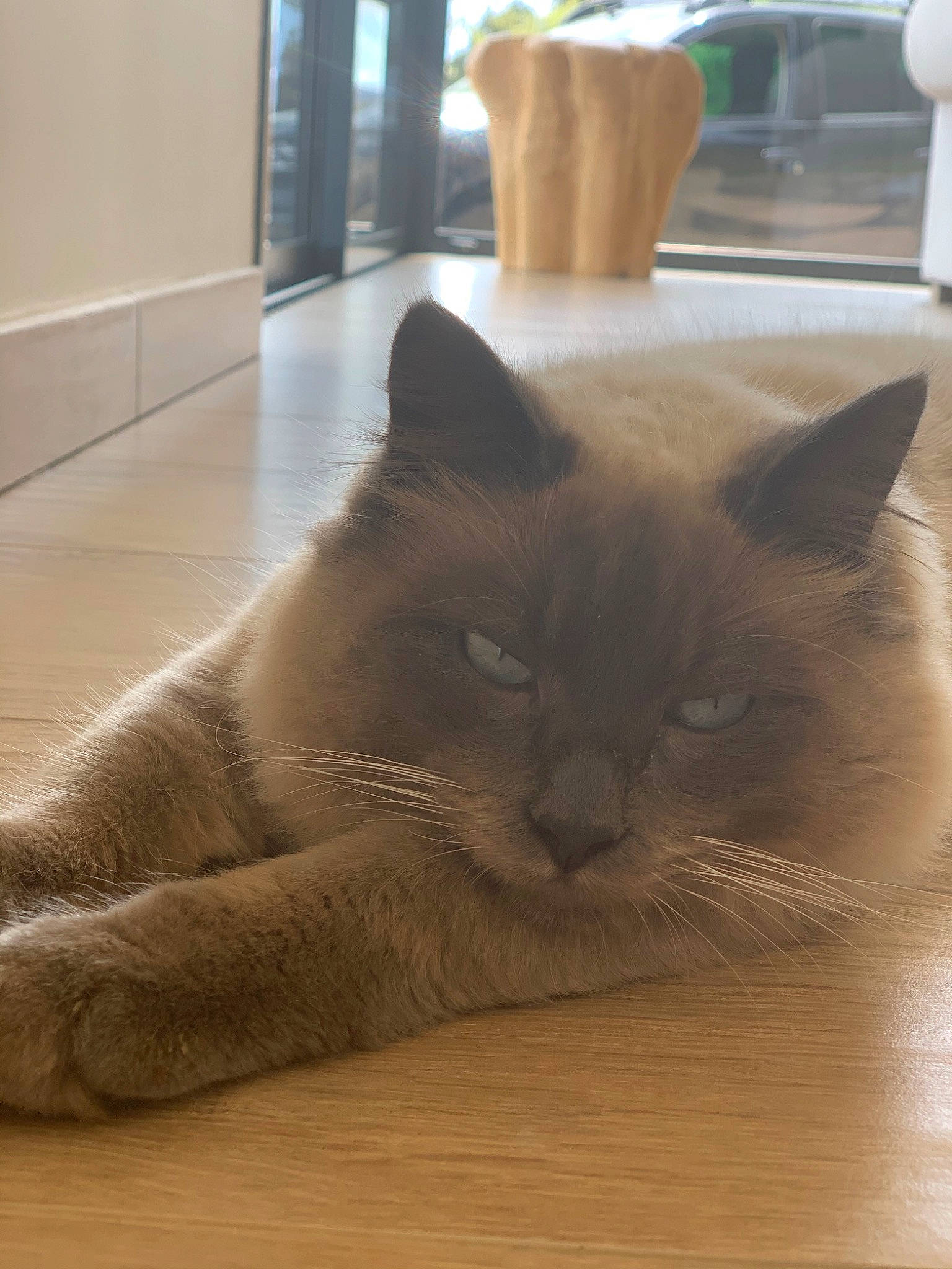 Oreo participe au concours pour gagner de l'argent avec cette photo : asian, balinese, british_shorthair, burmese, carnivore, cat, chartreux, domestic_short_haired_cat, fawn, felidae, korat, mammal, nebelung, small_to_medium_sized_cats, snout, thai, tonkinese, whiskers