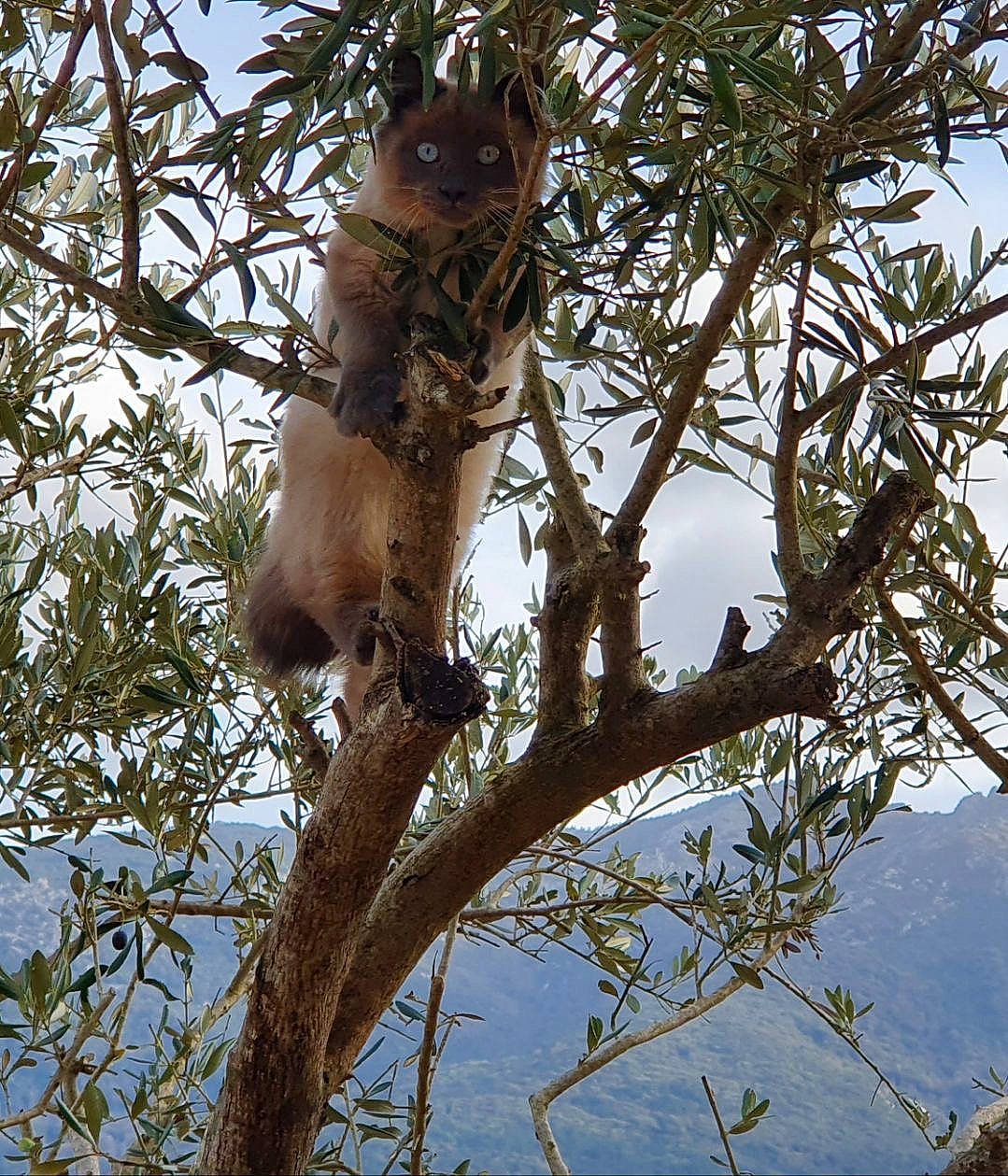 Oreo a rejoint le concours — aidez-le/la à gagner de superbes lots ! branch, fawn, koala, marsupial, plant, tree, wildlife