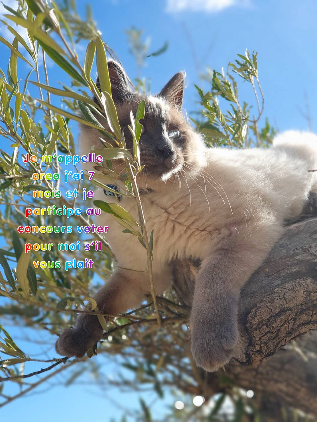 Oreo a rejoint le concours — aidez-le/la à gagner de superbes lots ! balinese, birman, branch, carnivore, cat, colorpoint_shorthair, fawn, felidae, fur, kitten, organism, plant, ragdoll, siamese, small_to_medium_sized_cats, tail, thai, tonkinese, tree, whiskers