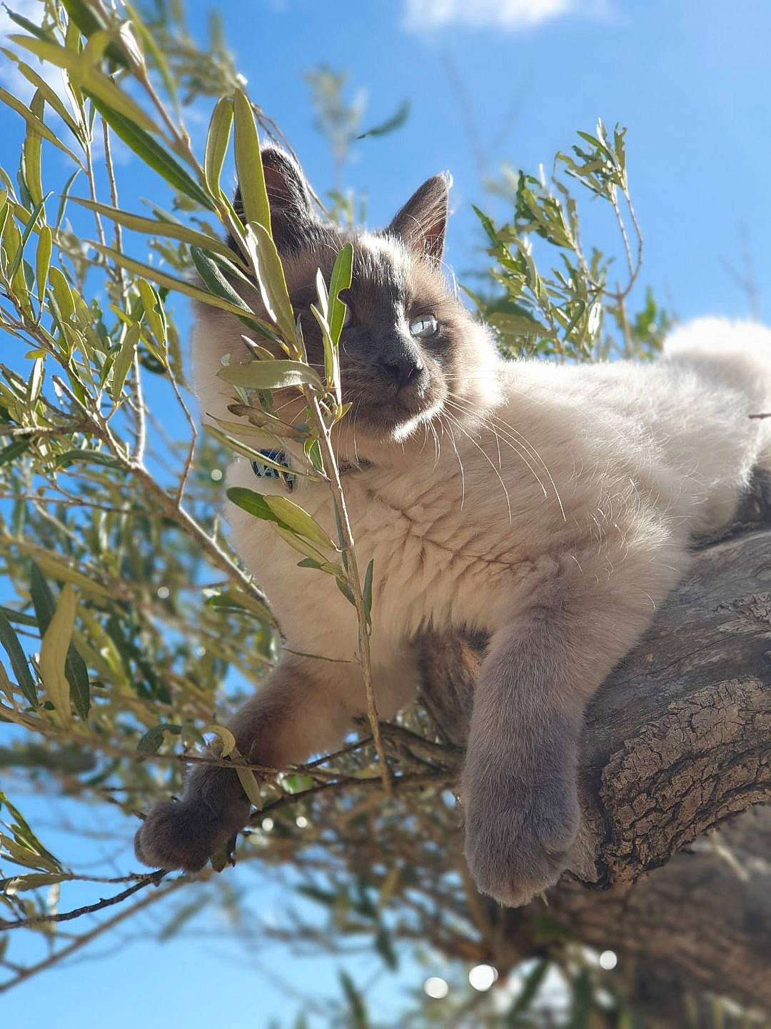 Oreo a rejoint le concours — aidez-le/la à gagner de superbes lots ! balinese, branch, carnivore, cat, fawn, felidae, kitten, plant, ragdoll, siamese, sky, small_to_medium_sized_cats, tail, thai, tonkinese, tree, whiskers, wildlife