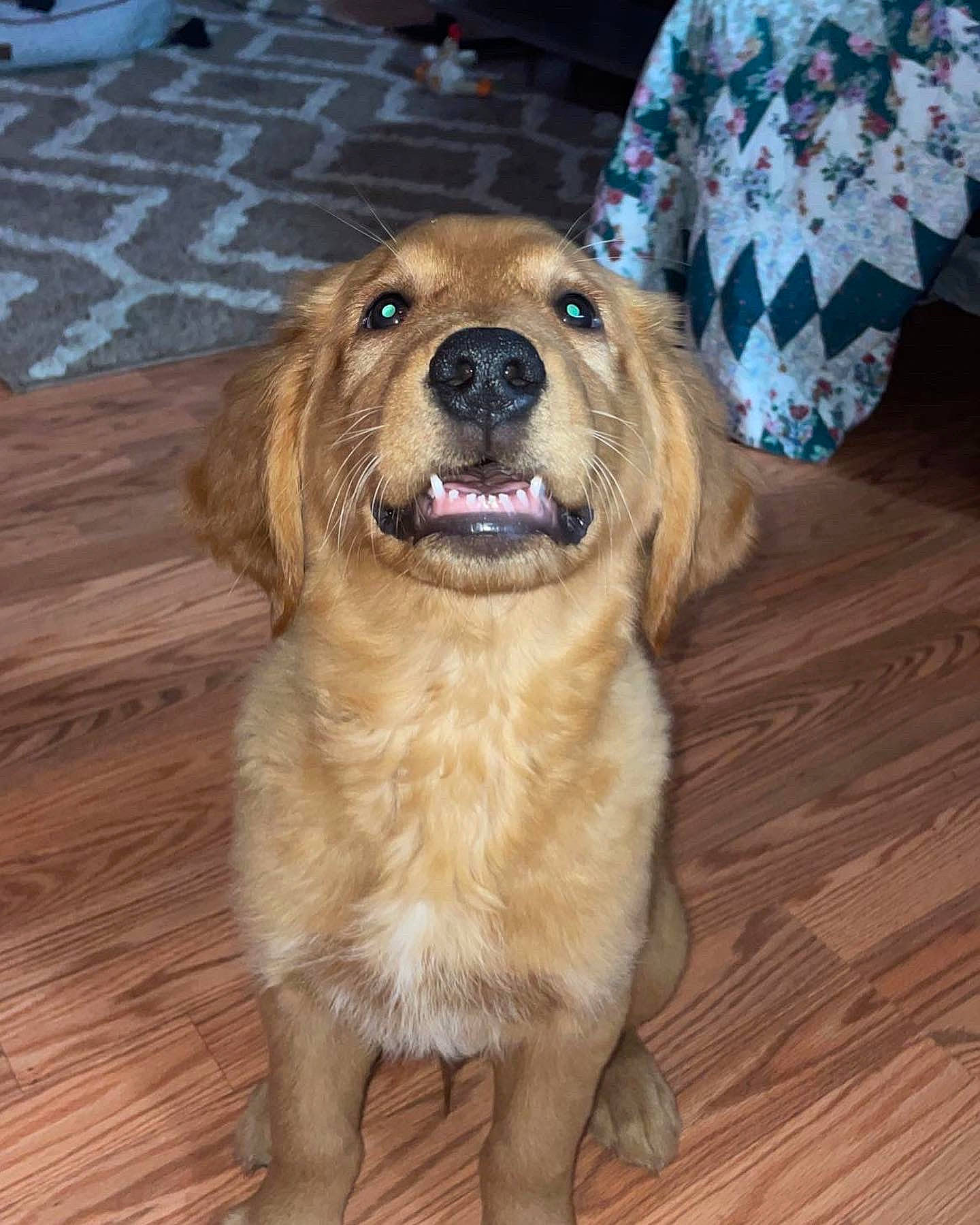 Cisco is registered to the contest to win money with this photo: canidae, carnivore, companion_dog, dog, dog_breed, fawn, floor, flooring, fur, hardwood, liver, paw, plank, snout, sporting_group, varnish, whiskers, wood, wood_flooring, wood_stain