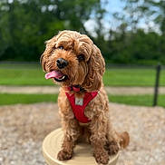 Huey joined the competition — help win amazing prizes! dog, pet, outdoor, red_harness, cute, fluffy, portrait, head_tilt, tongue_out, animal, canine, greenery, park, blurred_background, sitting, pedestal, friendly, fur, happy, nature