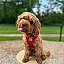 dog, pet, outdoor, red_harness, cute, fluffy, portrait, head_tilt, tongue_out, animal, canine, greenery, park, blurred_background, sitting, pedestal, friendly, fur, happy, nature