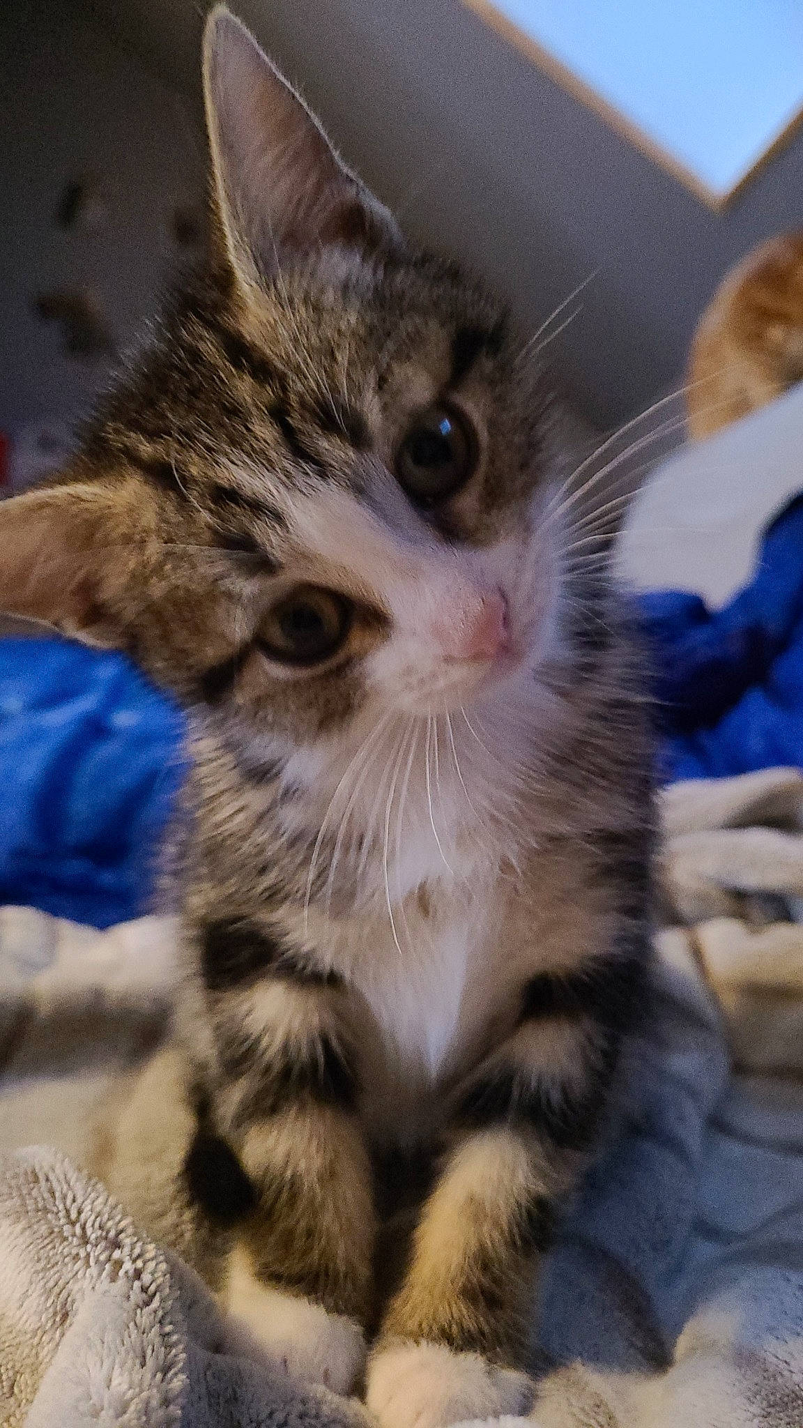 Trixie participe au concours pour gagner de l'argent avec cette photo : carnivore, cat, claw, close_up, domestic_short_haired_cat, eye, fawn, felidae, fur, mammal, paw, small_to_medium_sized_cats, snout, tail, terrestrial_animal, tree, whiskers, wildlife