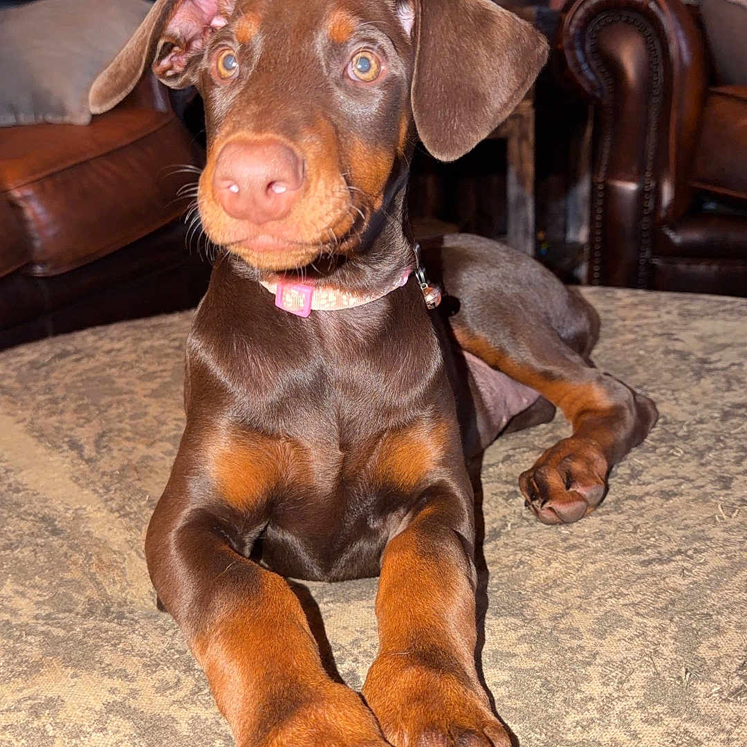 Mable