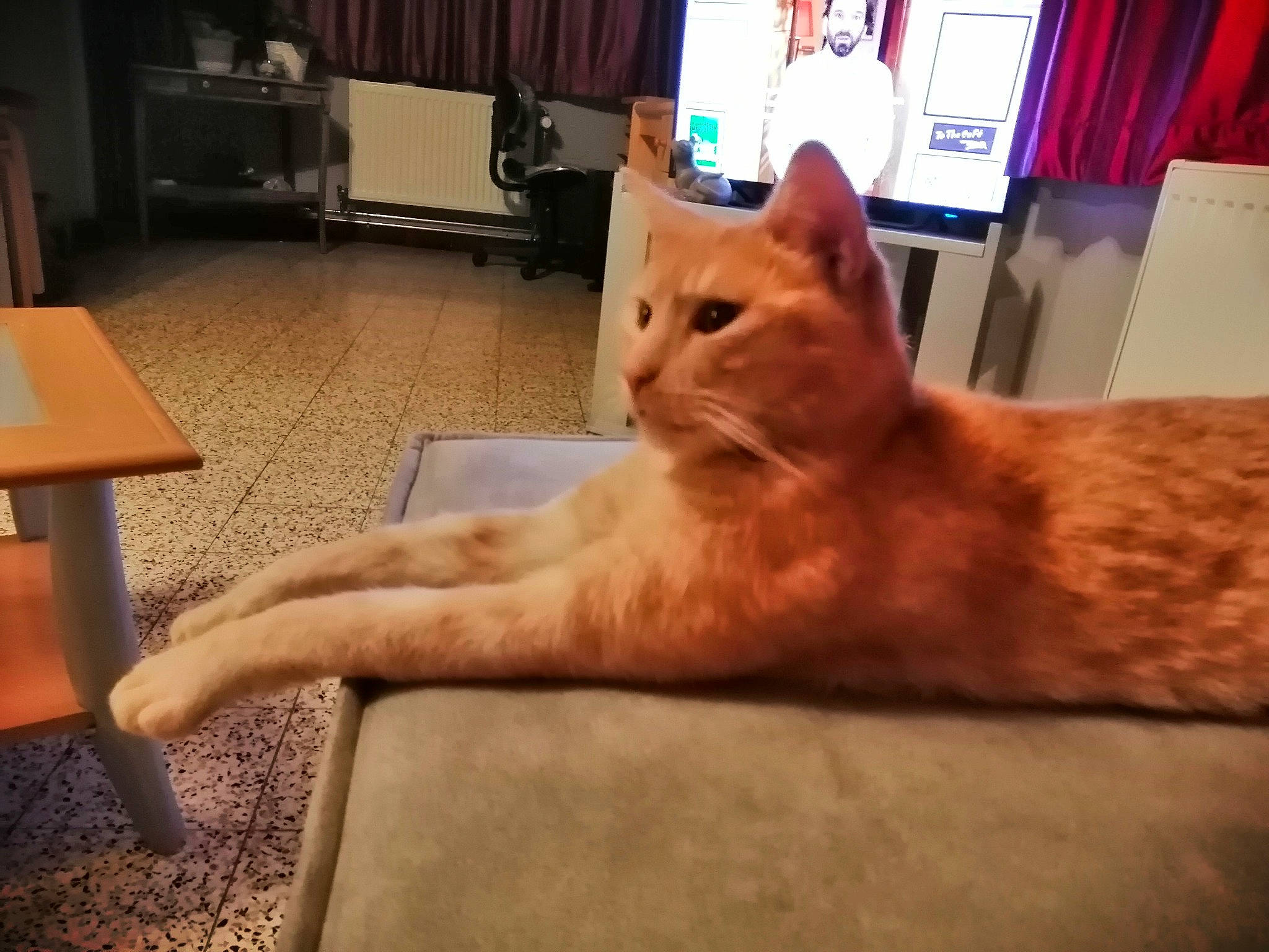 Bambou a rejoint le concours — aidez-le/la à gagner de superbes lots ! carnivore, cat, comfort, couch, eye, fawn, felidae, flooring, foot, hardwood, human_leg, lap, leg, picture_frame, small_to_medium_sized_cats, tail, television, vertebrate, whiskers, wood