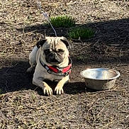 Deebo joined the competition — help win amazing prizes! dog, pug, collar, leash, water_bowl, outdoor, dirt, grass, pet, animal, mammal, canine, resting, sunlight, shadow, earth, nature, fur, cute, companion
