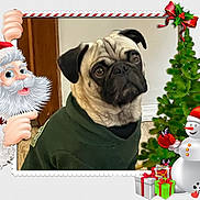 Deebo Salinas is registered to the contest to win money with this photo: animal, christmas_frame, christmas_tree, cute, decorations, dog, festive, floor, gifts, green, holiday, indoor, pet, portrait, pug, red, santa_claus, snowman, sweater, wall