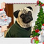 animal, christmas_frame, christmas_tree, cute, decorations, dog, festive, floor, gifts, green, holiday, indoor, pet, portrait, pug, red, santa_claus, snowman, sweater, wall