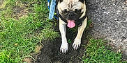 Deebo Salinas is registered to the contest to win money with this photo: animal, canine, cute, dirt, dog, grass, harness, leash, mammal, nature, outdoor, panting, pet, playful, pug, resting, small_dog, summer, sunlight, tongue_out