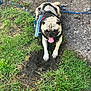 animal, canine, cute, dirt, dog, grass, harness, leash, mammal, nature, outdoor, panting, pet, playful, pug, resting, small_dog, summer, sunlight, tongue_out