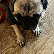 Deebo Salinas joined the competition — help win amazing prizes! dog, pug, hoodie, pet_clothing, indoor, wooden_floor, leash, closeup, cute, animal, canine, pet, fur, paw, snout, ears, domestic_animal, companion, resting, looking_down