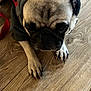 dog, pug, hoodie, pet_clothing, indoor, wooden_floor, leash, closeup, cute, animal, canine, pet, fur, paw, snout, ears, domestic_animal, companion, resting, looking_down