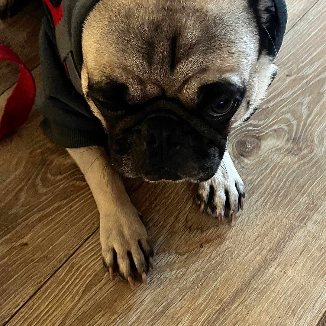 Deebo Salinas joined the competition — help win amazing prizes! animal, canine, closeup, companion, cute, dog, domestic_animal, ears, fur, hoodie, indoor, leash, looking_down, paw, pet, pet_clothing, pug, resting, snout, wooden_floor