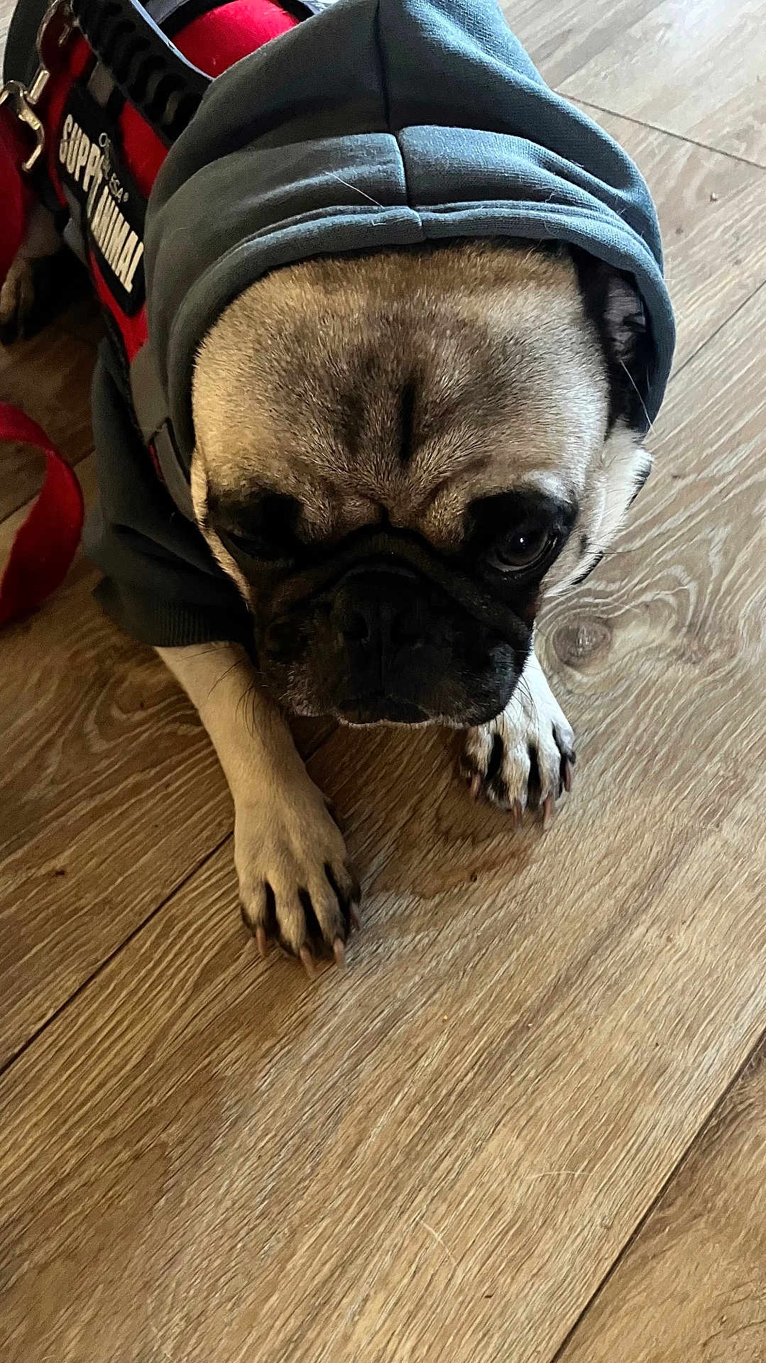 Deebo Salinas joined the competition — help win amazing prizes! dog, pug, hoodie, pet_clothing, indoor, wooden_floor, leash, closeup, cute, animal, canine, pet, fur, paw, snout, ears, domestic_animal, companion, resting, looking_down