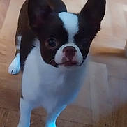 Ruby a rejoint le concours — aidez-le/la à gagner de superbes lots ! animal, black_and_white, canine, companion, curious, cute, dog, domestic, ears, floor, furniture, house, indoor, leg, looking, pet, puppy, small_dog, standing, wooden_floor