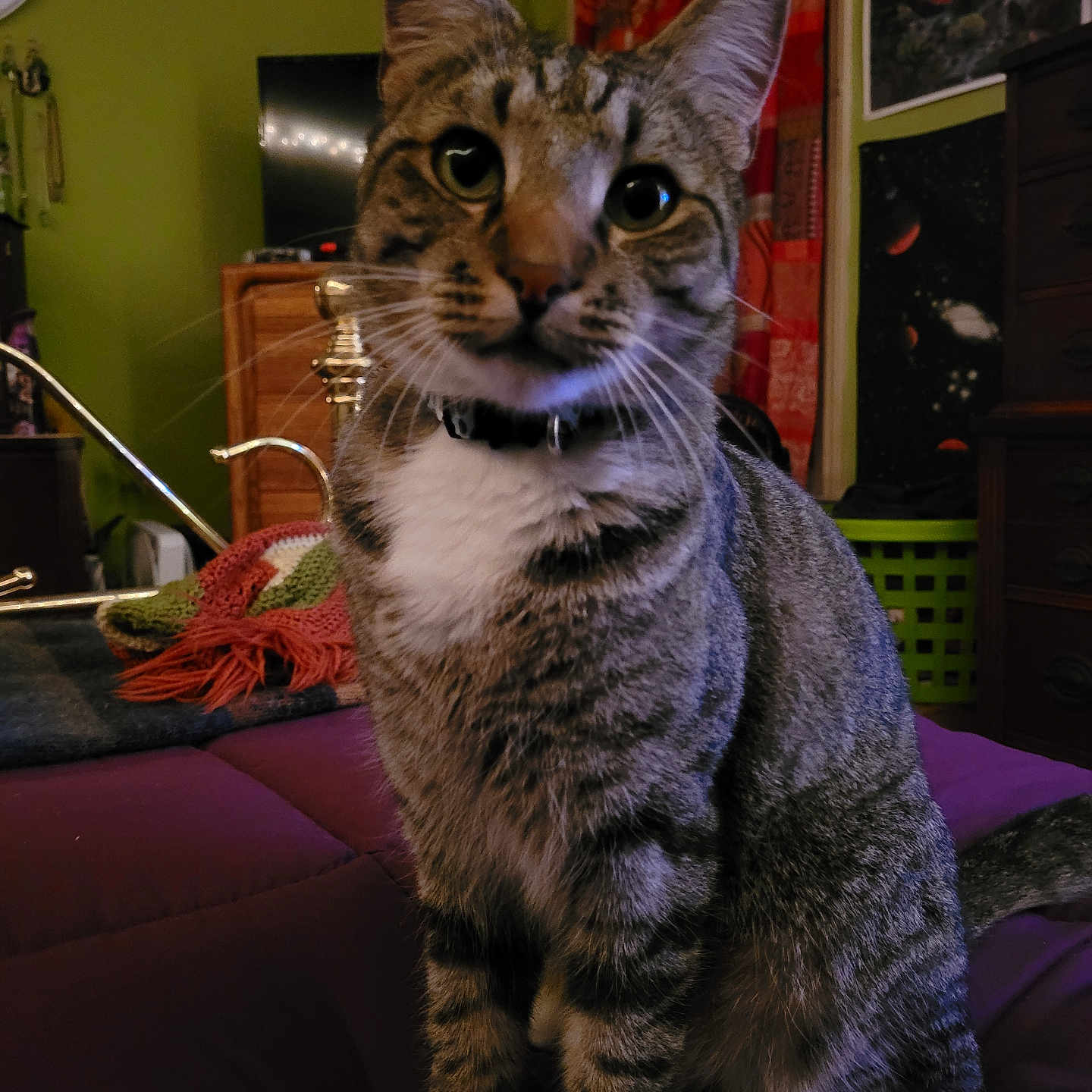 Oliver is registered to the contest to win money with this photo: blanket, cat, closeup, collar, curious, decor, dresser, ears, eyes, feline, furniture, home, indoor, pet, purple_blanket, room, tabby, tail, wall_art, whiskers